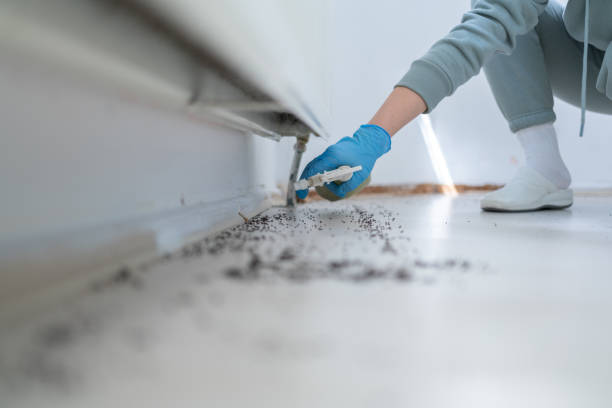 Best Ant Control Services  in Madill, OK